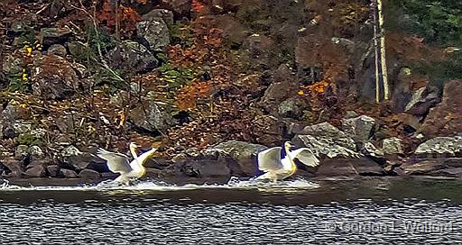 Two Swans Arriving_DSCF5298A.jpg - Trumpeter Swans (Cygnus buccinator) photographed near Maberly, Ontario, Canada.